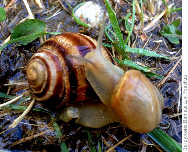 Приглашают погостить соседей