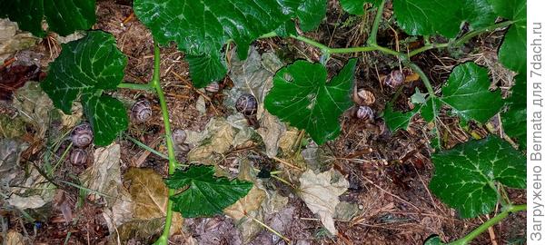 Фотка со вспышкой, без направления на объект...  Сколько их тут?! Я же всех выбросила перед тем, как....