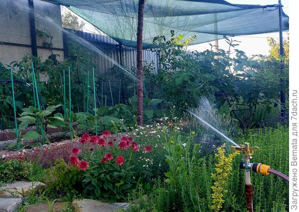 Поливаю грядки без опасения за рассыпанную приманку для улиток