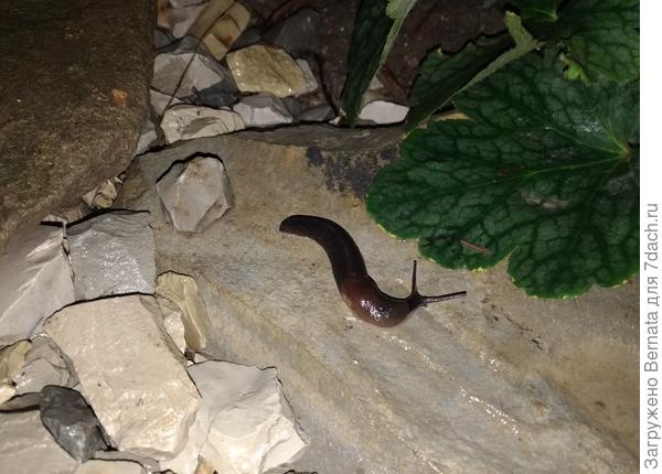 Ночной кошмар. Случайная фотка осенью 2022 года, больше я таких не видела...