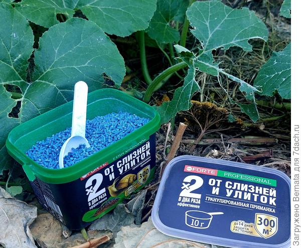 Самое большое скопление улиток среди тыкв, которые растут на компостной куче, представляющей из себя свалку растительных отходов