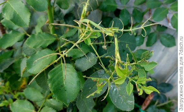 Кто сожрал розу - не знаю, но гранулы рассыпала и вокруг роз