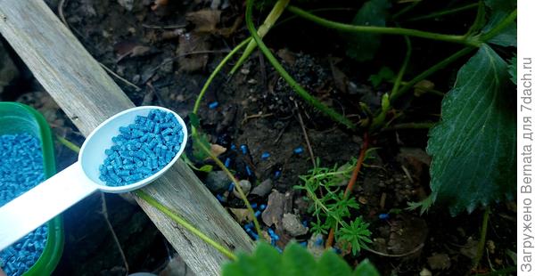 И прямо на грунт под кустики клубники