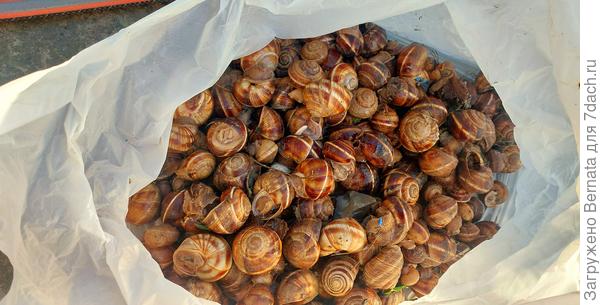 За одно применение к рассыпанной приманке в виде гранул от Bona Forte приползло столько улиток... Половина пакета из Пятёрочки...