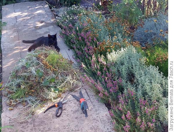Стрижём вместе с кошками