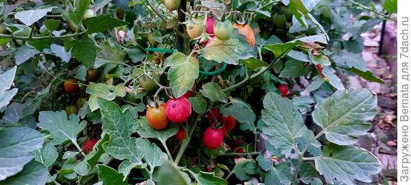 "Черриков" очень много, кусты разваливается от тяжести, хотя посажено всего 10 кустов "Клюквы в сахаре"