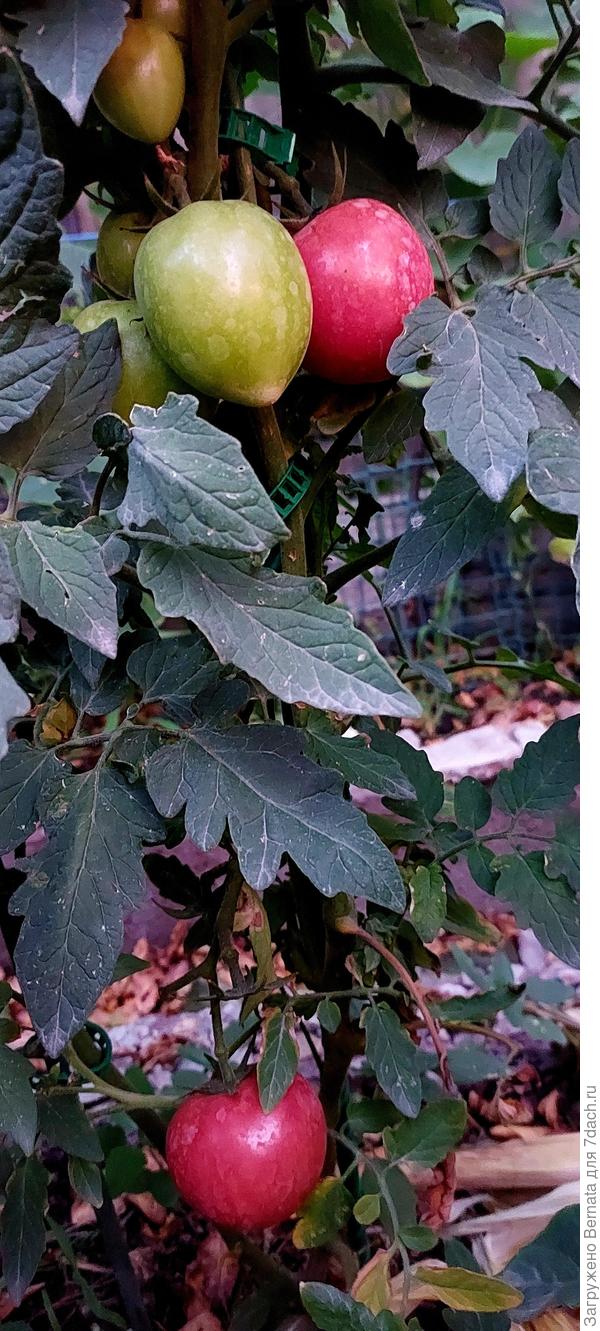 Салатные сорта помидоров едим с середины июня