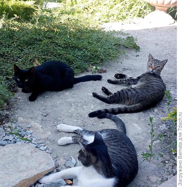 "Котики"