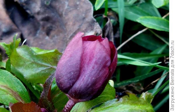 Морозники пока в бутонах