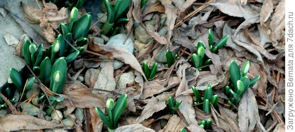 Подснежники