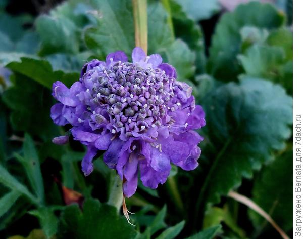 Скабиоза не перестаёт цвести с прошлого года