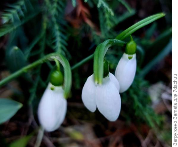 Это тебе, Натусь:))