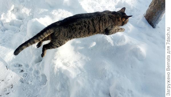 Хоть по-пластунски, но пролезу!