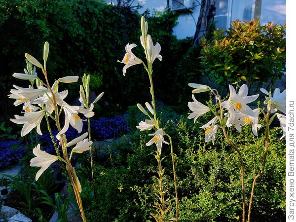Белоснежные лилии кандидум...Их называют лилиями Мадонны и линиями Богородицы.., а у нас их все называют просто "лечебная белая лилия"...