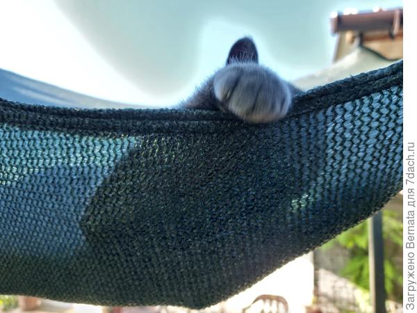 Сетки ужасно портят вид, но мои коты довольны:)