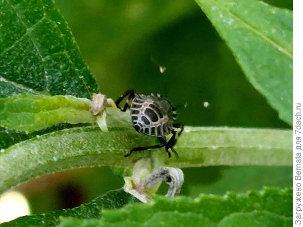 нимфа (личинка) коричнево-мраморного клопа (Halyomorpha halys). Судя по характерной форме и окраске, это личинка младшего возраста (предположительно 2-й возраст из 5 существующих)