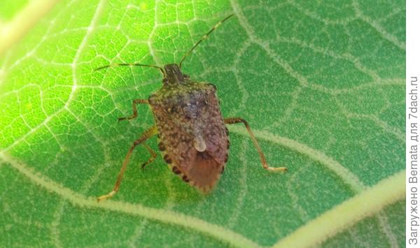 коричнево-мраморный клоп (Halyomorpha halys), который также относится к семейству клопов-щитников.Это опасный карантинный вредитель, который активно расселяется по южным регионам. Его ключевые особенности:Внешний вид: Щиток имеет коричневую мраморную окраску. На усиках четко видны светлые колечки, а по бокам брюшка идет черно-белый контрастный ободок.Вредоносность: В отличие от обычных лесных клопов, этот вид крайне прожорлив. Он прокалывает плоды и листья, уничтожая урожай плодовых деревьев, винограда, овощей и орехов (фундука).Поведение: Осенью эти насекомые массово ищут укрытие и забираются в жилые дома, вызывая дискомфорт у людей своим резким запахом и присутствием.