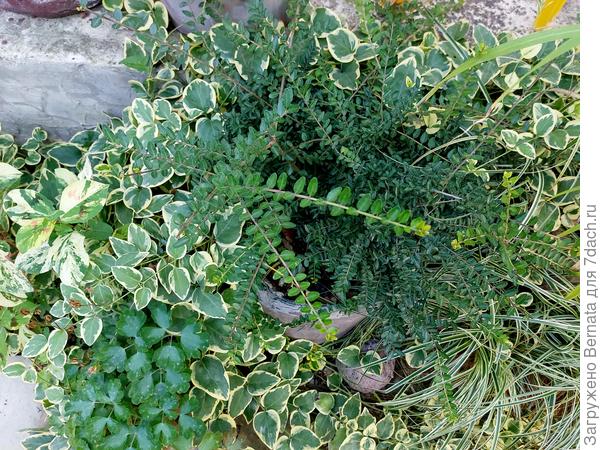 Кустик ж. шапочной в горшке из черенка