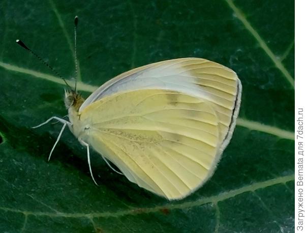 Репница (лат. Pieris rapae), также известная как белянка репная.