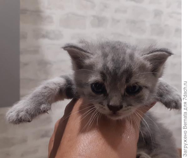 А это Варя, которую притащила в зубах Люська