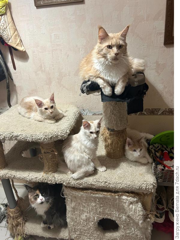 Слева внизу и справа вверху- две матери-героини. Сейчас котята только у рыжей:))