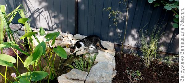 Коты считают, что это я для них новую поилку сделала:)