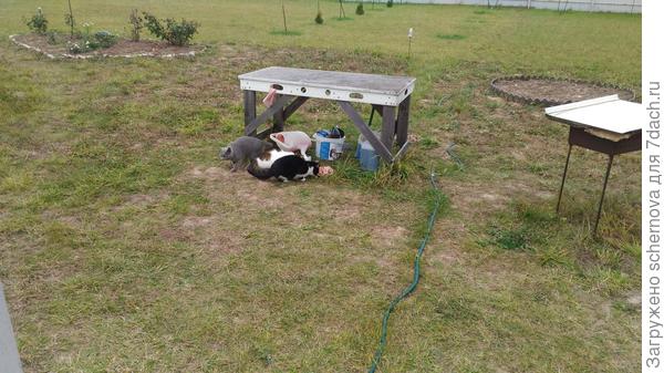 А это те самые герои, которые избавили наш участок от кротов. Я их регулярно угощаю чем-нибудь вкусненьким и обязательно молоком...