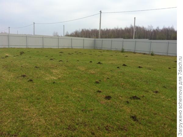 Вот такой мы увидели газон, когда приехали на дачу 27.07.2013г.