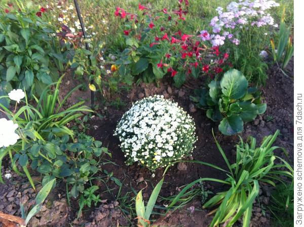 Моя мульфлора - букет невесты!