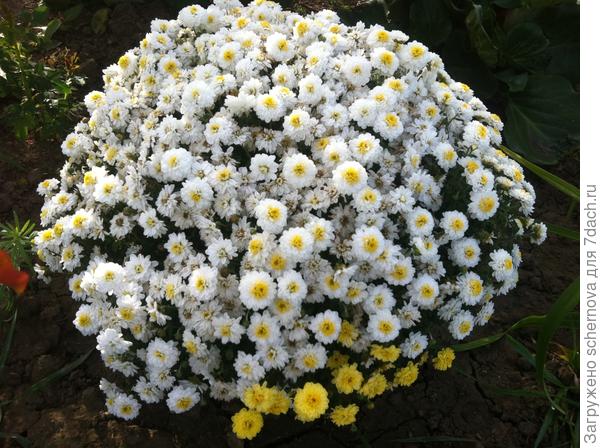 И снова мой шарик!