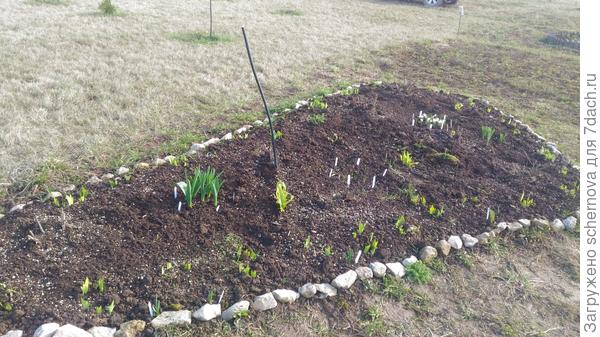 Мой аллиум только вылез