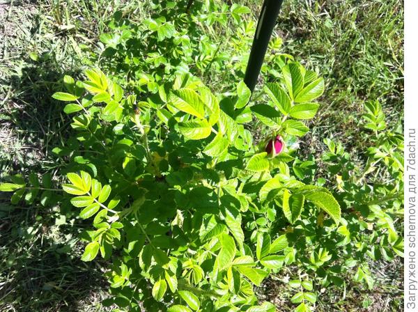 А это он же с тем, единственным цветком