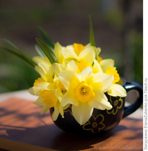 нарциссы
