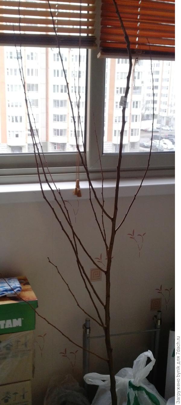 Вот этот саженец