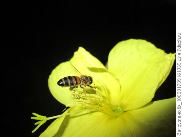 пчелка трудится. пыльцы бывает так много, что больше самой.