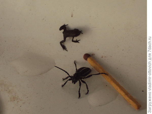 Жук и лягушонок