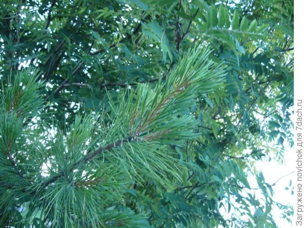 ветка кедра