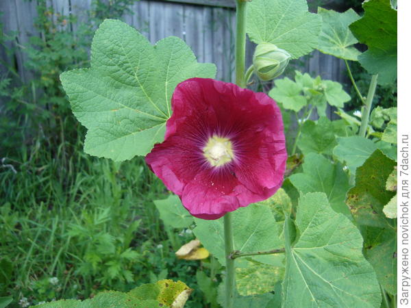 цветет первый раз