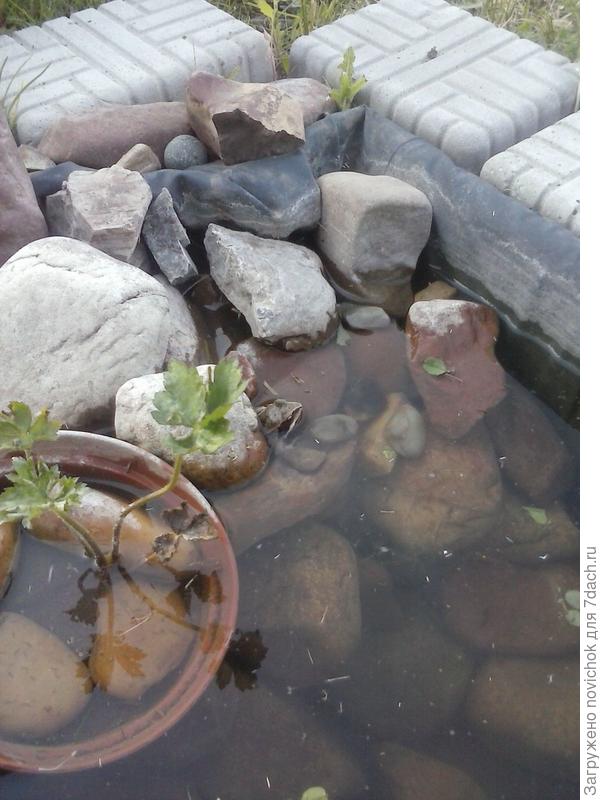 лягушка под камнем