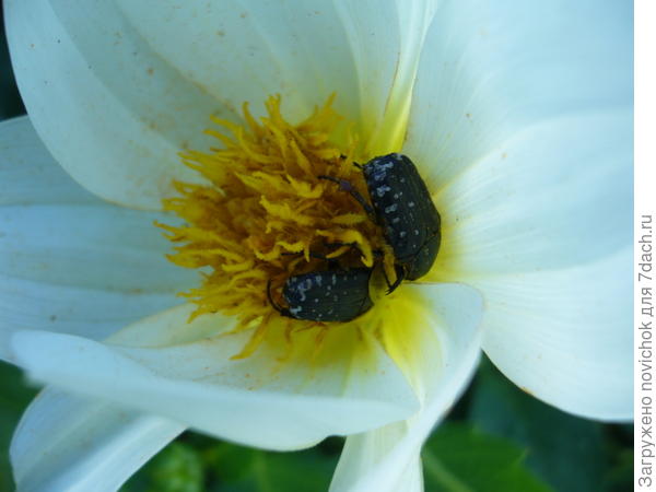 сладкая парочка