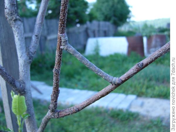 неизвестный вредитель