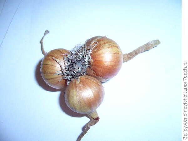 лук семейный