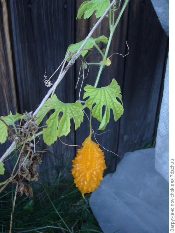 момордика в Томске