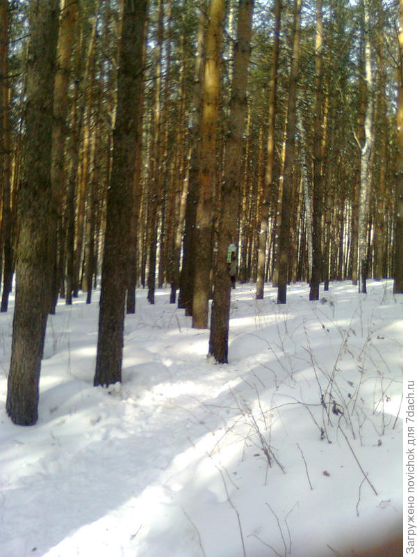 лес в городской черте