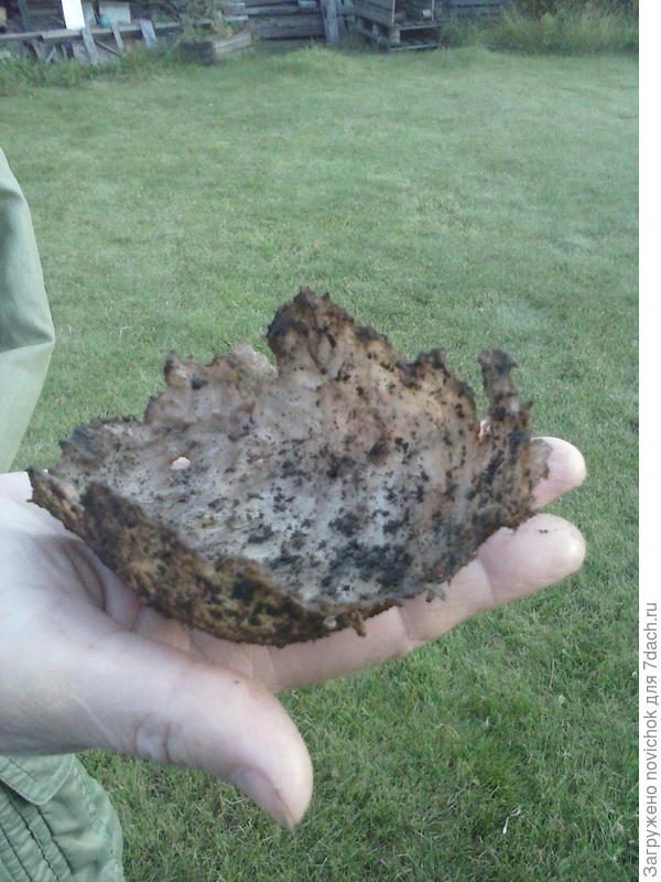 это то, что нам досталось от картошки