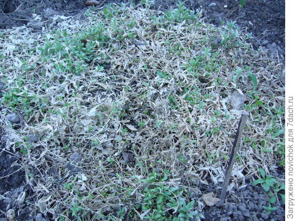 ясколка после зимы