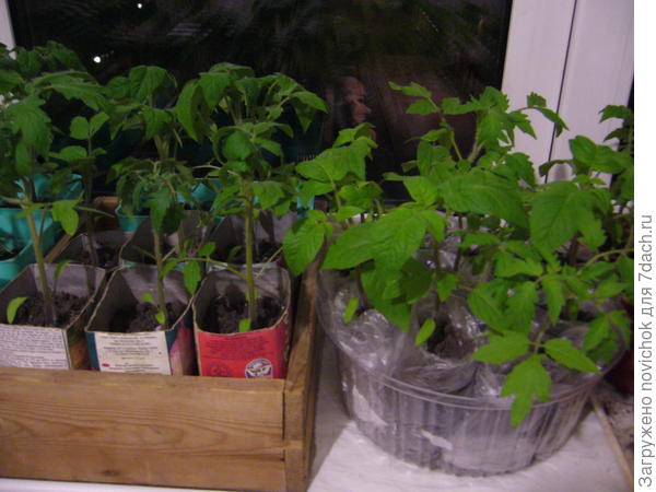 пеленки и стаканчики в сравнении