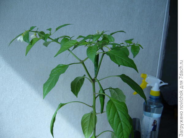 Феникс острый комнатный