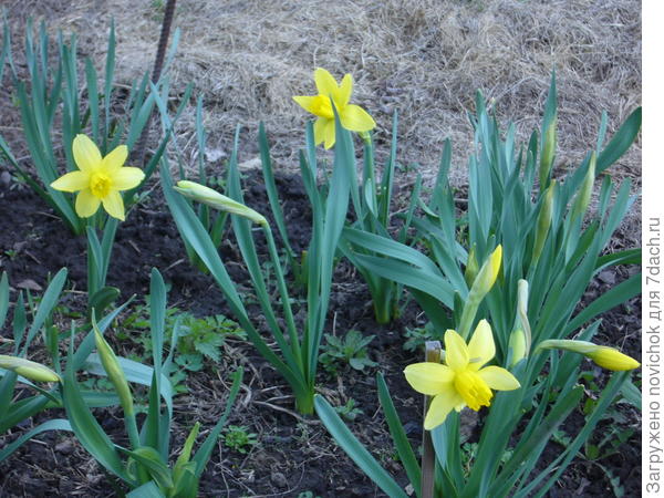 первыми цветут