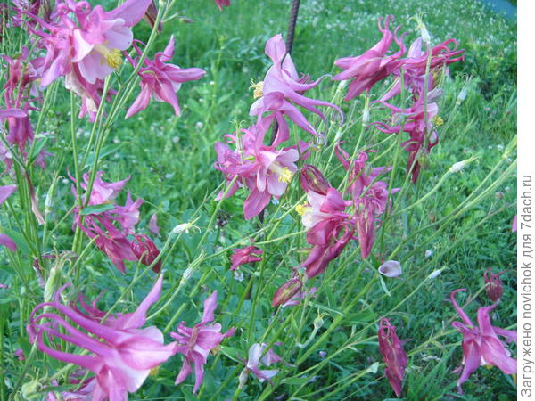 условно красный